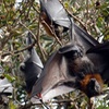 Image 5: Walking with Sydney Flying Foxes (Fruit Bats)