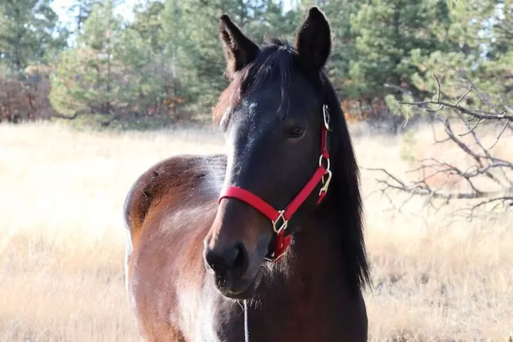 Wild Mustang Experience Near Colorado Springs