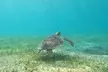 Culebra All-Inclusive Boat Adventure with Transport from San Juan - Second Medium