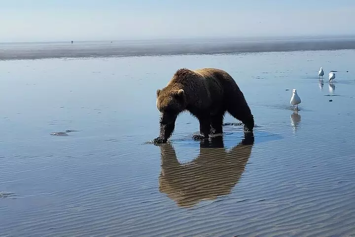 Alaska Bear Viewing Adventure from Seward