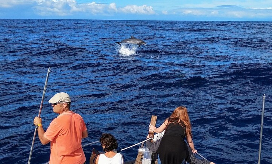 Image 11: Tour Avistamiento Ballenas y Delfines en Barco de grupo reducido