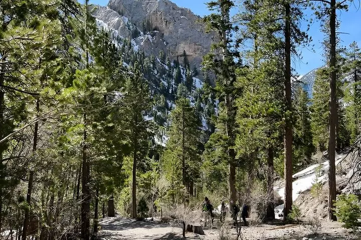 Mount Charleston Tour from Las Vegas