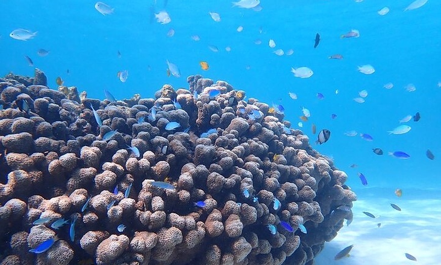 Image 5: Ningaloo In A Full day Hike and Snorkel Tour