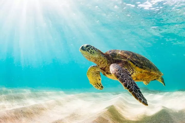 Waikiki: Turtle Canyon Snorkel