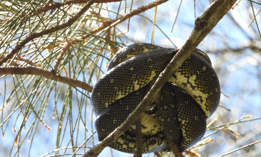 Image 26: Sydney Guided Wildlife Walk Explore Birds and Nature