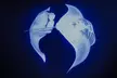 Kona Manta Night Snorkel Adventure: Swim with Majestic Rays - Second Medium