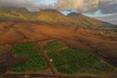 Lahaina: Maui Ku'ia Estate Guided Cacao Farm Tour and Tasting - Second Medium