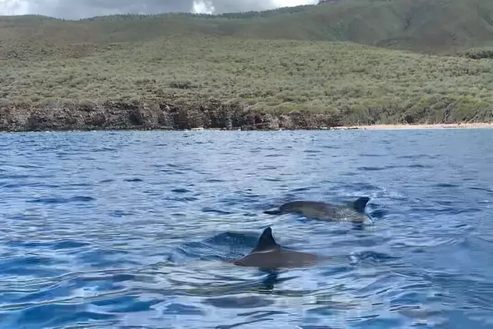 2 Hour Maui Dolphin Watch Sightsee Raft Tour (Semi-Private)