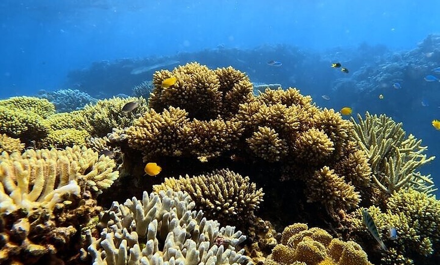 Image 5: Half Day Outer Reef Snorkelling Tour from Port Douglas