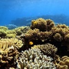 Image 5: Half Day Outer Reef Snorkelling Tour from Port Douglas