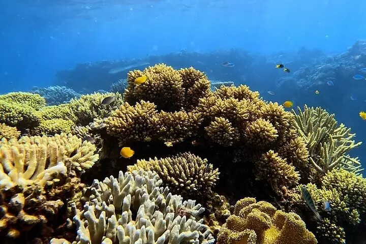 Half Day Outer Reef Snorkelling Tour from Port Douglas - Primary Image