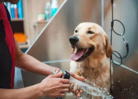 $25 For $50 Toward Any Dog Grooming Services - Second Medium