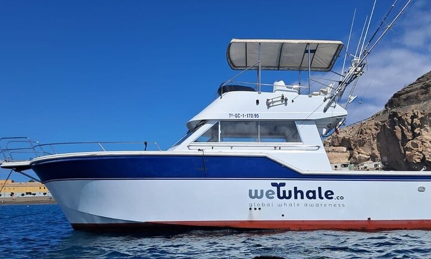 Image 3: Observación de delfines en un pequeño grupo en un barco híbrido sil...