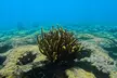 2 ½ - Hour Guided Snorkel Tour of Phil Foster park, Free Videos! - Second Medium