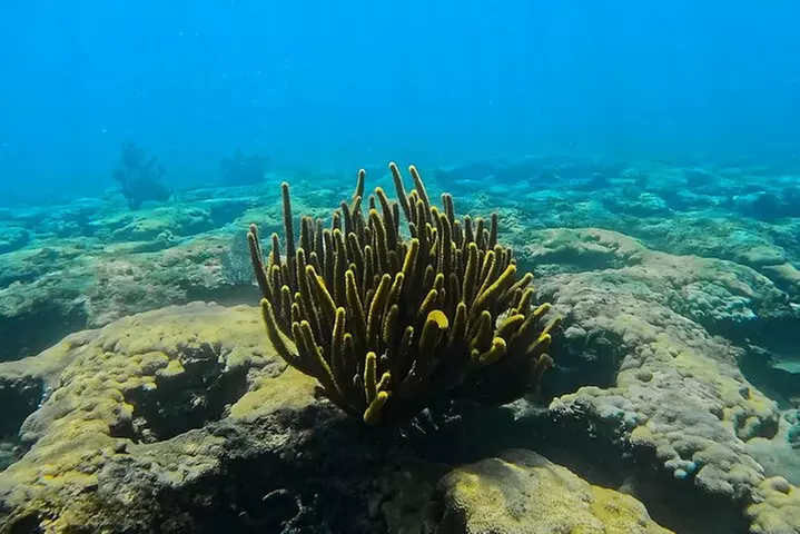 2 ½ - Hour Guided Snorkel Tour of Phil Foster park, Free Videos!