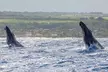 Whale Watching on "The World Famous North Shore of Oahu", Hawaii - Second Medium