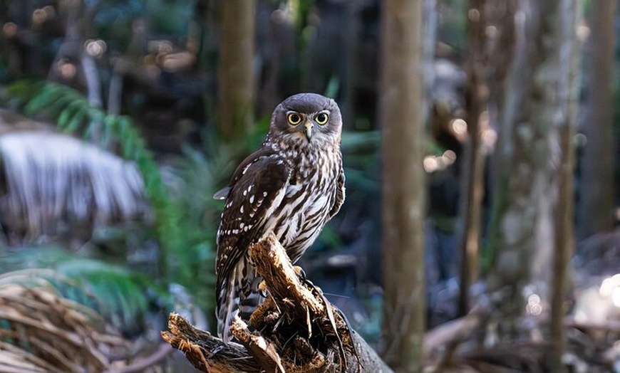 Image 8: Buderim Forest Flight Owl Encounter and Tour