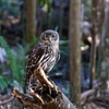 Image 8: Buderim Forest Flight Owl Encounter and Tour
