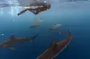 Dive with sharks in Oahu Hawaii: Educational Tour (No cage)