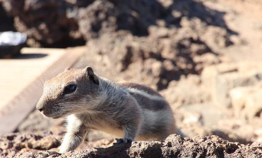 Image 6: Desde el Sur Fuerteventura Tour 4x4 Dunas de Corralejo y El Cotillo