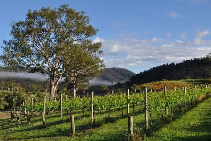 Barefoot Luxury Mount Tamborine Winery Tour from Gold Coast