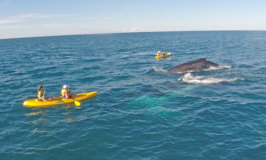 Image 14: Epic Rainbow Beach Dolphin Kayak and 4WD Adventure Tour
