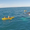 Image 14: Epic Rainbow Beach Dolphin Kayak and 4WD Adventure Tour