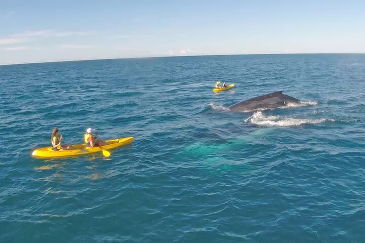 Rainbow Beach: Dolphin & Wildlife Ocean Kayak & Beach 4WD Tour