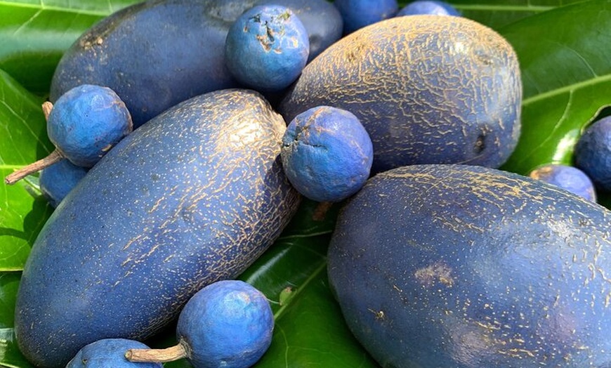 Image 4: UTV 4wd Cassowary Falls and Daintree Rainforest Adventure tour