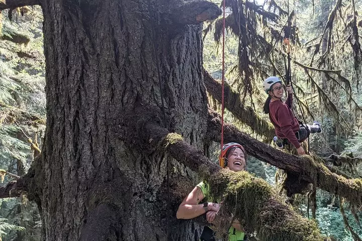 Old-Growth Tree Climbing at Silver Falls State Park