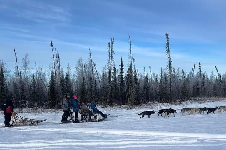 Alaskan Sled Dog Adventure Tour from Anchorage - Primary Image