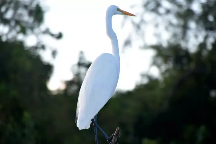 Guided Boat Tour of New Orleans Bayou and Wildlife - Second Medium