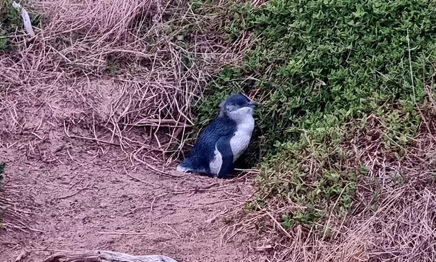 Image 20: Wine, Dine & Penguins Boutique Phillip Island Tour from Melbourne