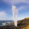 Image 2: Kiama Coastal Day Tour in Sea Cliff Bridge Blowhole and Wildlife