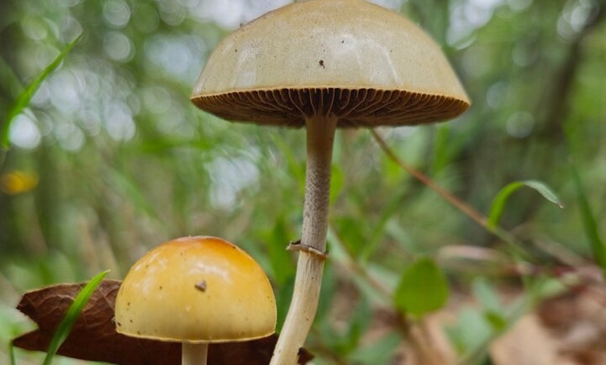 Image 14: Mushroom Tour from Mexico City