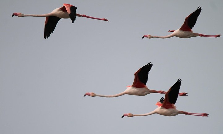 Image 5: Journée en Safari 4x4 Camargue