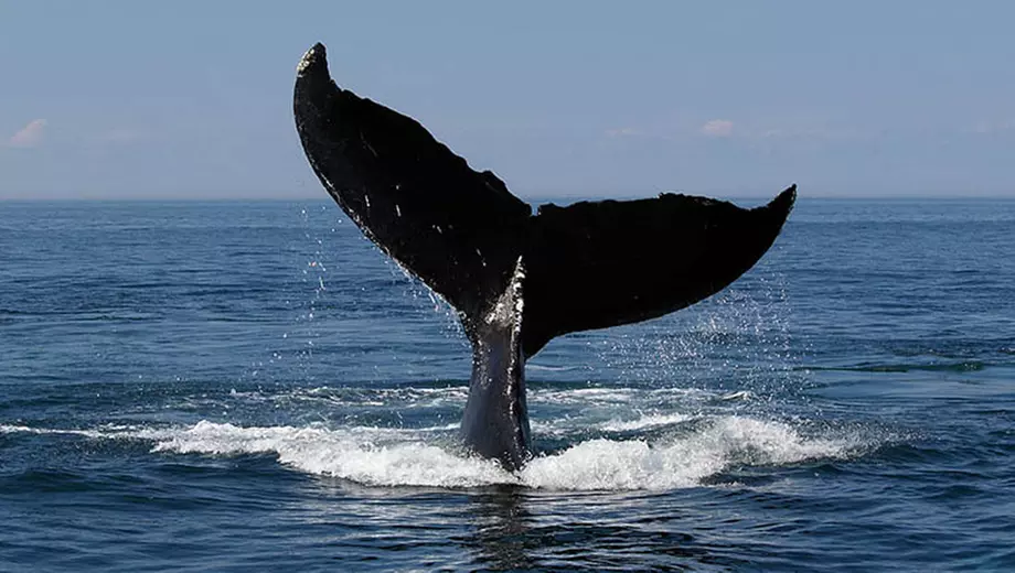 Whale Watching Trips at H&M Landing - Primary Image