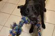 $20 For $40 Towards Any Day Care, Boarding Package, Transportation Or Spa Treatment - Second Medium