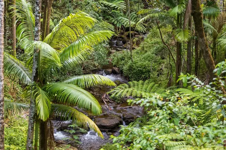 Big Island: 8-Zipline & Suspension Bridge Waterfall Adventure
