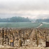Image 14: Chablis & Bourgogne du Nord Vin Tour