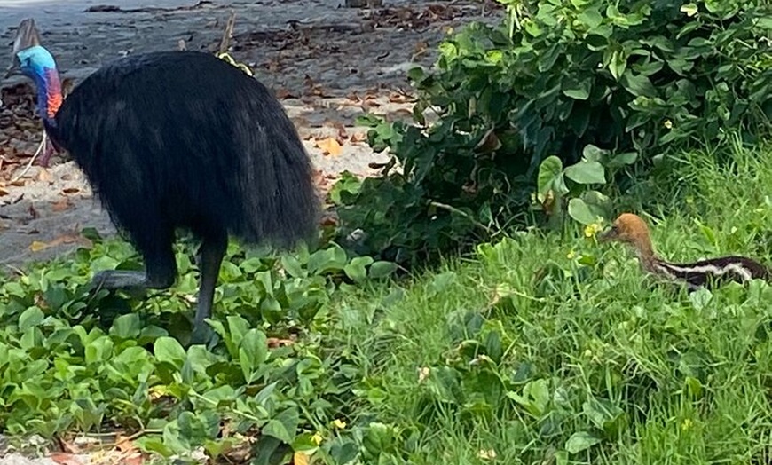 Image 2: Cassowary Coast Goondoi Culture Tour
