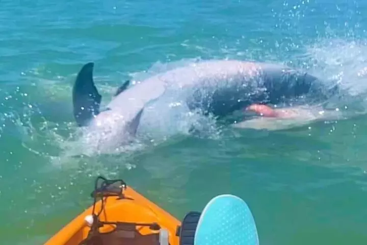 Easy Ride Pedal Kayak Tour Marco Island & Naples (Pedal or Paddle