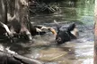 Honey Island Swamp Boat Tour - Second Medium