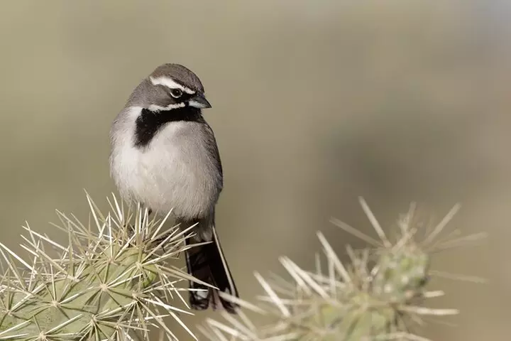 Lake Mead & Valley of Fire State Park Self-Guided Audio Tour