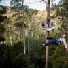 Image 2: Launceston: Hollybank Treetops Adventure - Zipline Tours