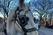 Central Park Daytime Carriage Ride NYC's Timeless Tour - Second Medium