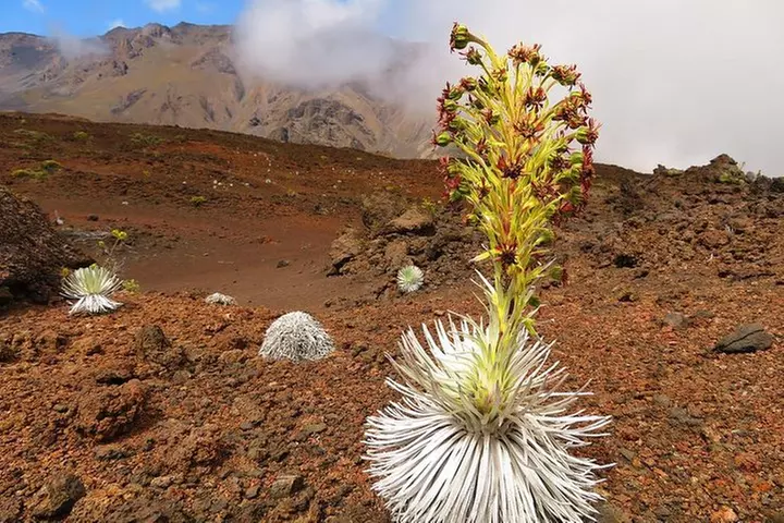 Haleakala Sunrise Best Guided Bike Tour with Bike Maui