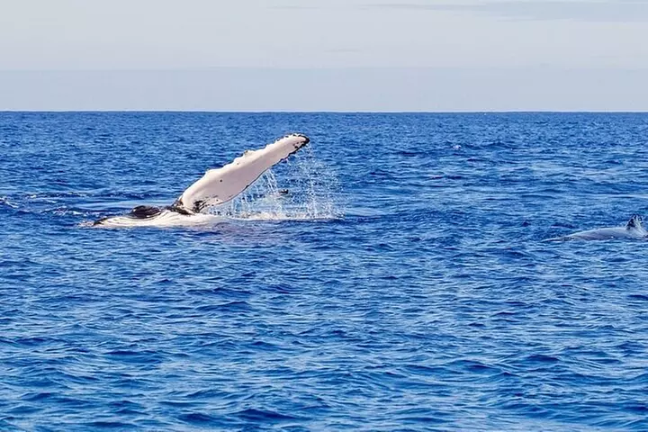 Whale Watching Tour in Waikiki Intimate Adventure on Oahu - Primary Image