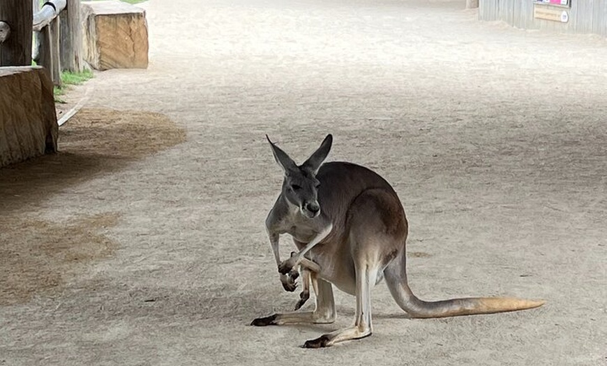 Image 15: Blue Mountains Day Trip + Sydney Zoo +Three Sisters + Waterfalls