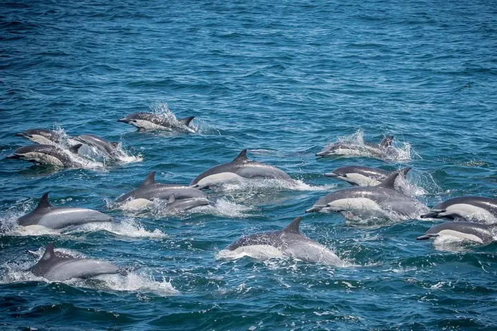 West Harbor LA Whale and Dolphin Watching Cruise